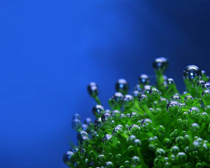Green plant with water droplets