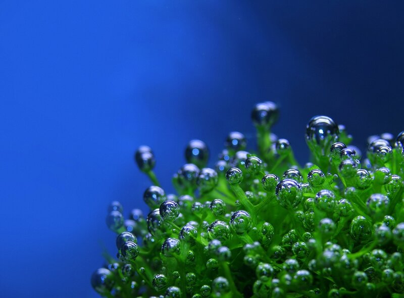green plant with water droplets