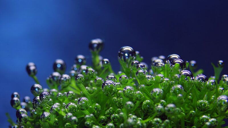 Green plant with water droplets