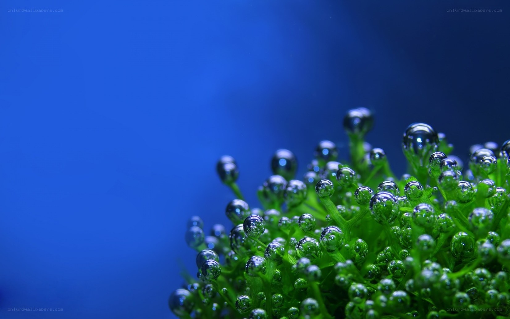 Green plant with water droplets