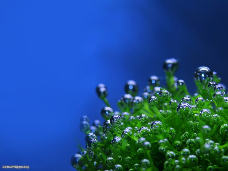 green plant with water droplets