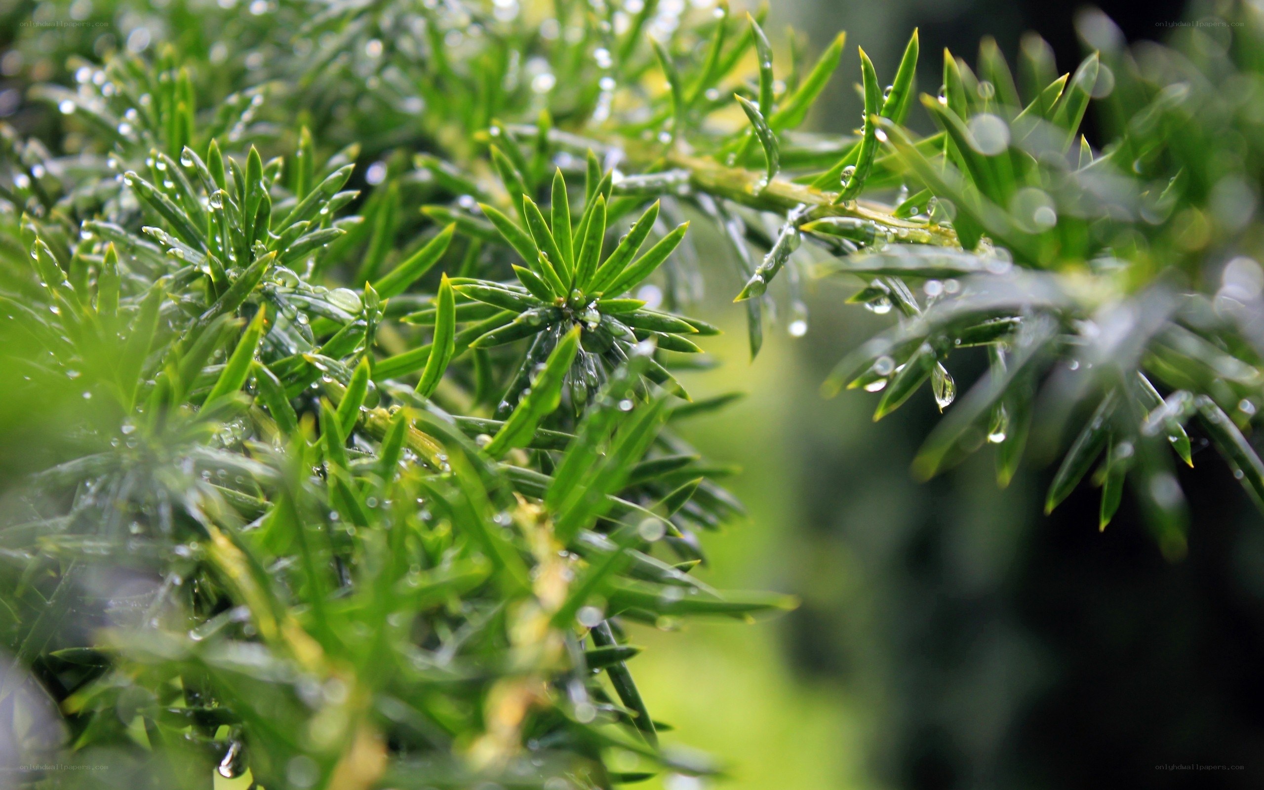 green plant with water droplets