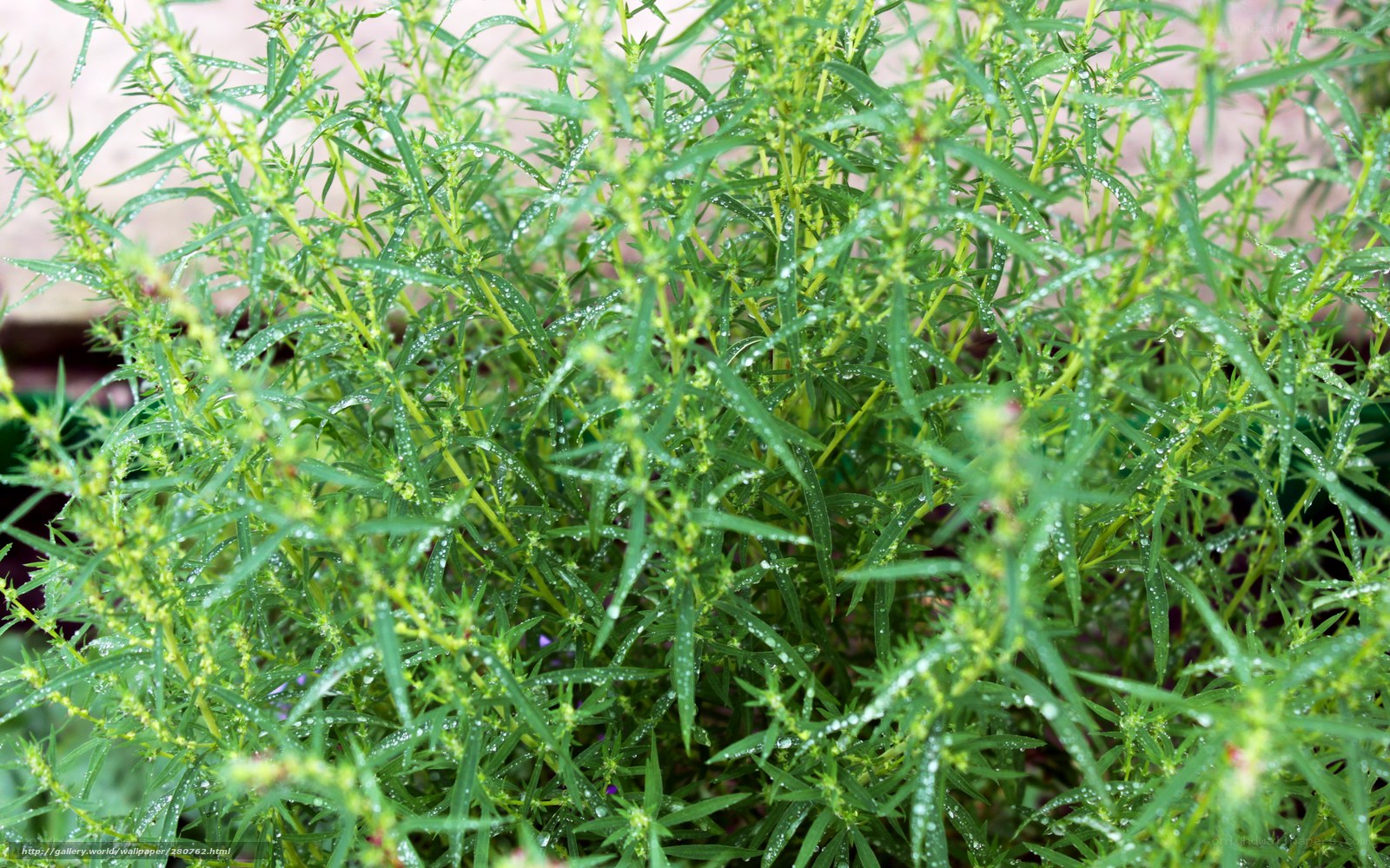 green plant with water droplets