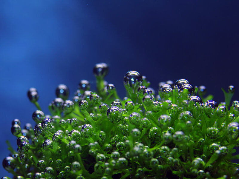 green plant with water droplets
