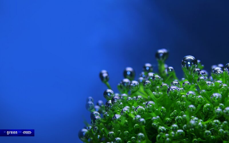 green plant with water droplets
