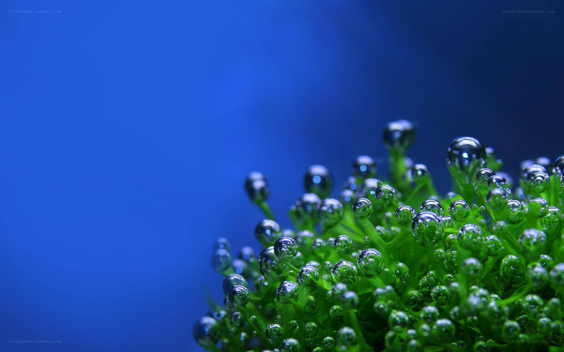 green plant with water droplets