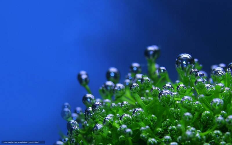 Green Plant with Water Droplets — Blue, Serene