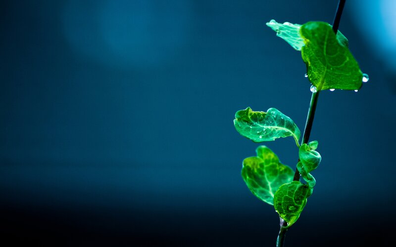 Green Plant with Water Droplets — Blue