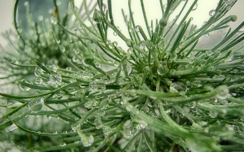 Green Plant with Water Droplets — Calm, Morning, Photograph
