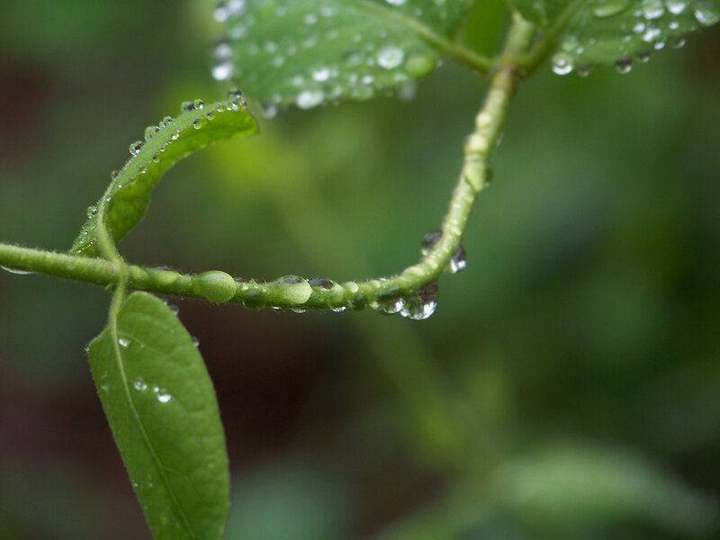 Green Plant with Water Droplets — Calm