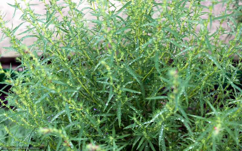 Green Plant with Water Droplets — Fresh