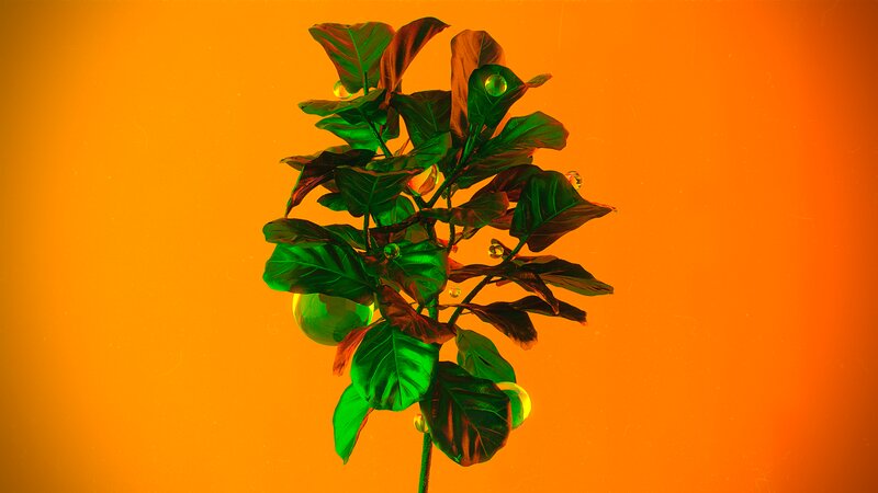 Green Plant with Water Droplets — Orange