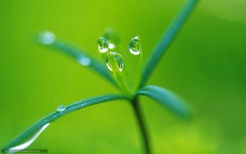 Green Plant with Water Droplets — Serene, Morning, Photograph