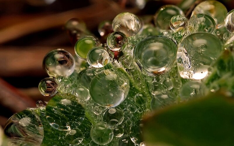 Green Plant with Water Droplets — Serene, Photograph, Water Droplets, Leaf