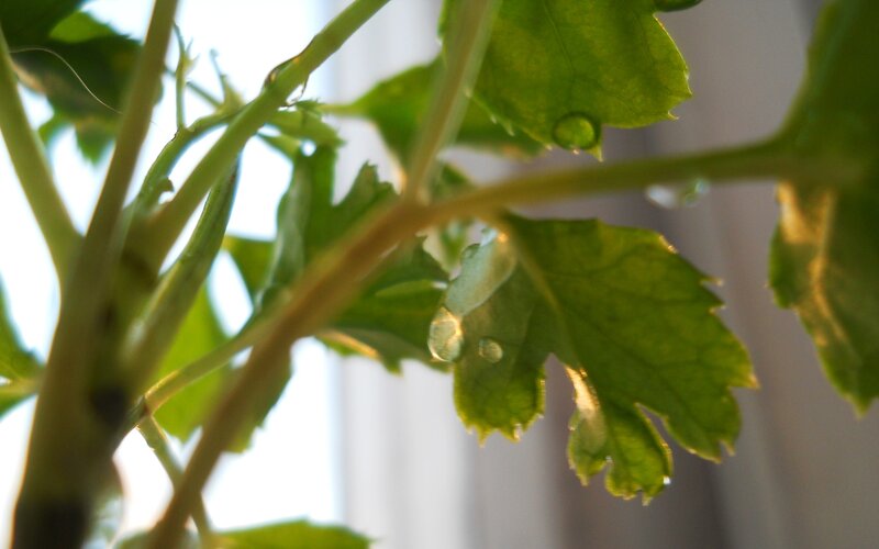 Green Plant with Water Droplets — Serene