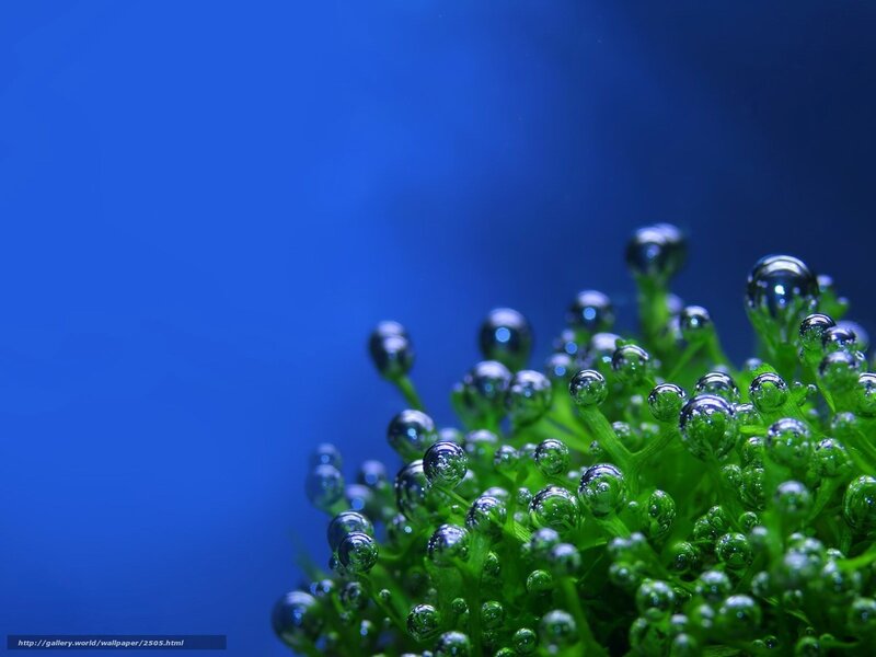 green plant with water droplets