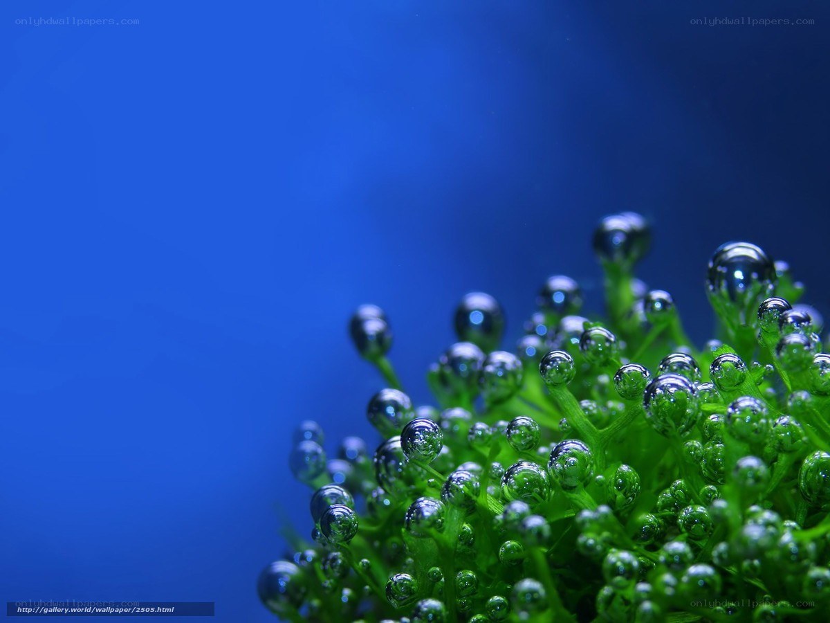 green plant with water droplets