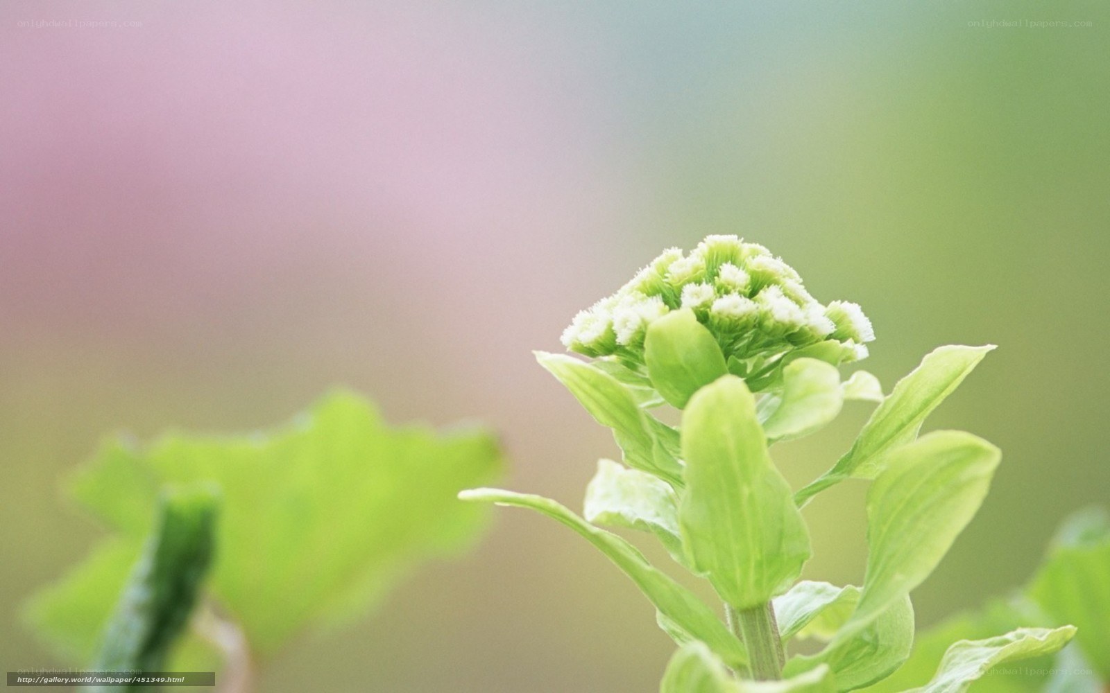 Green plant with white buds
