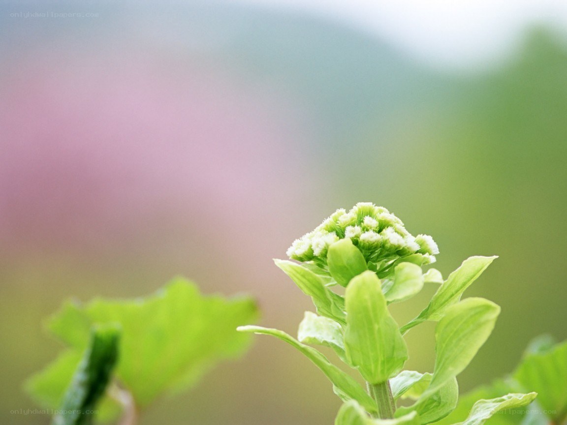 green plant with white buds
