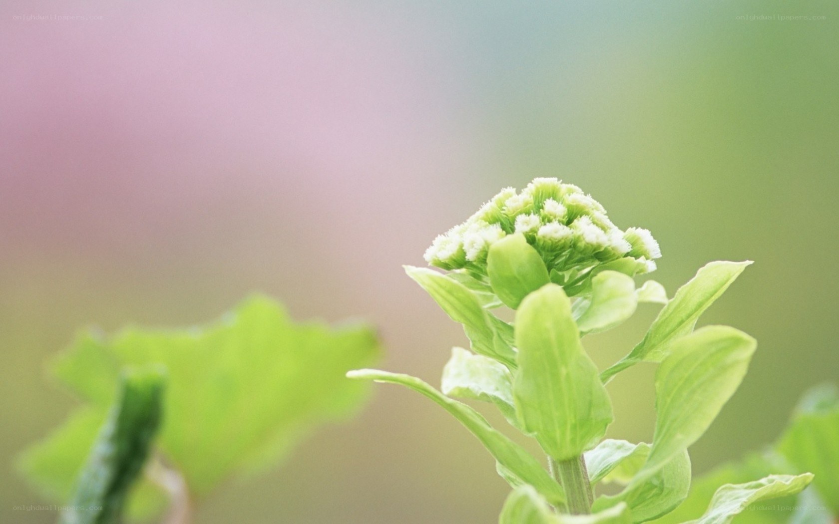 green plant with white buds