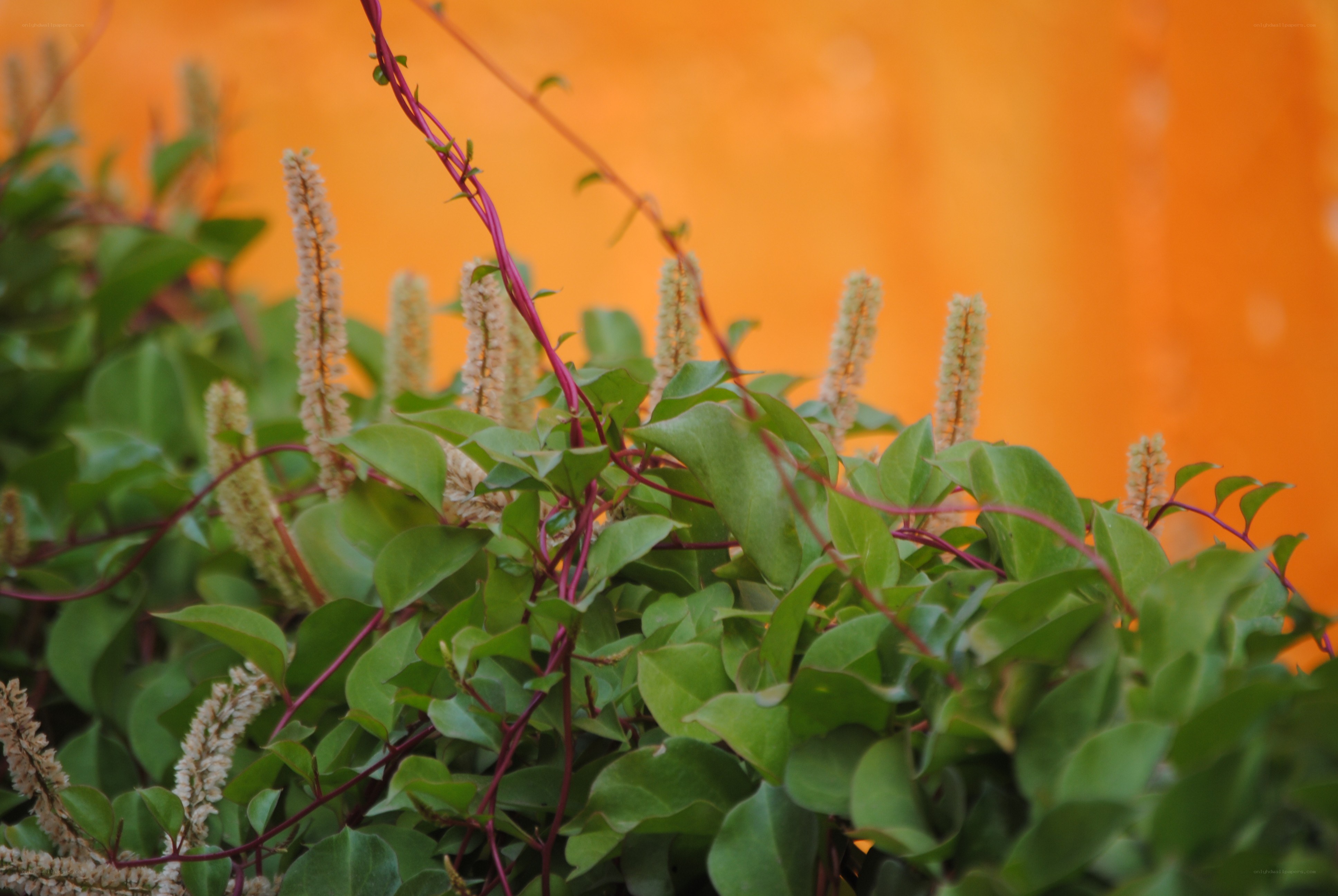 green plant with white flowers