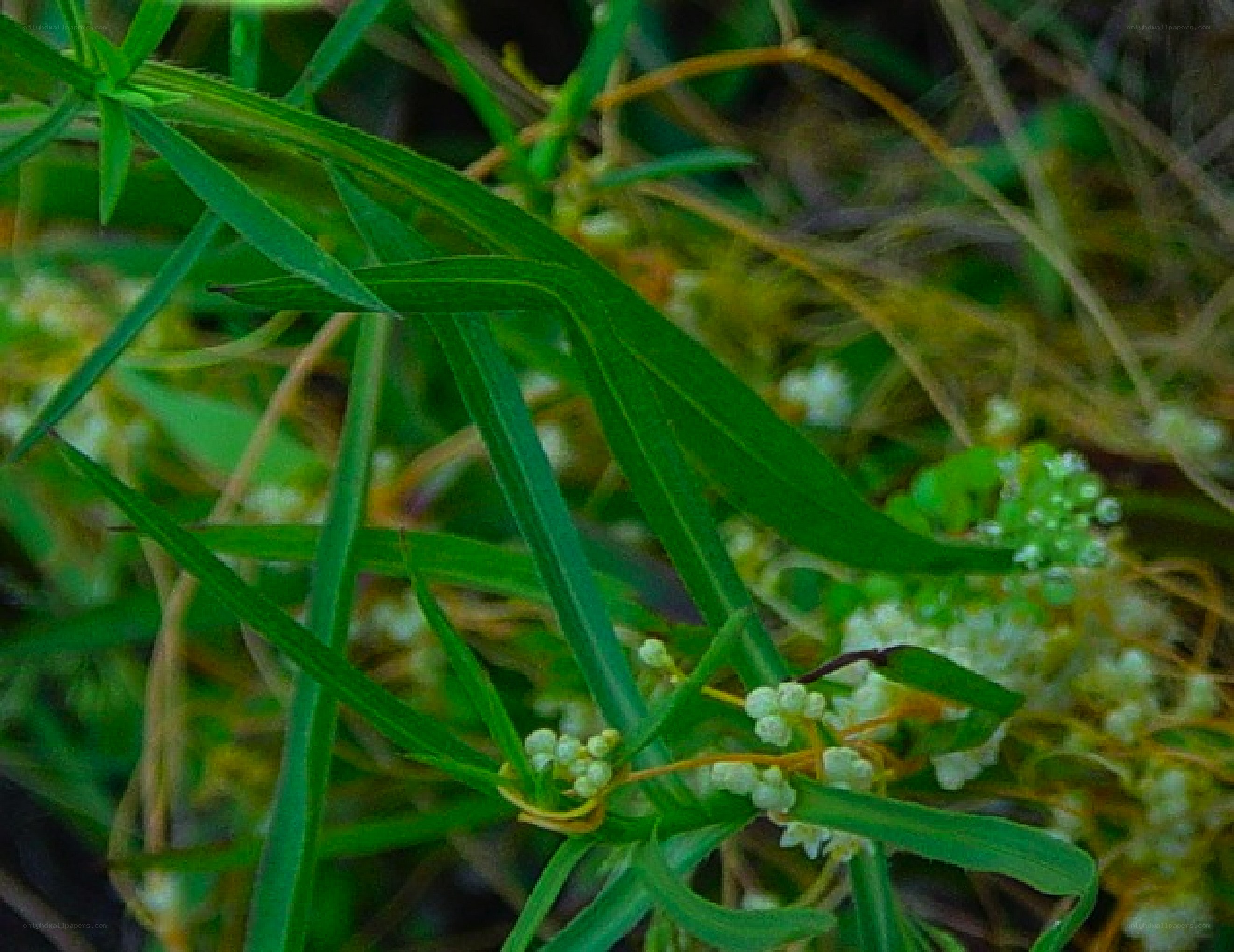 green plant with white flowers