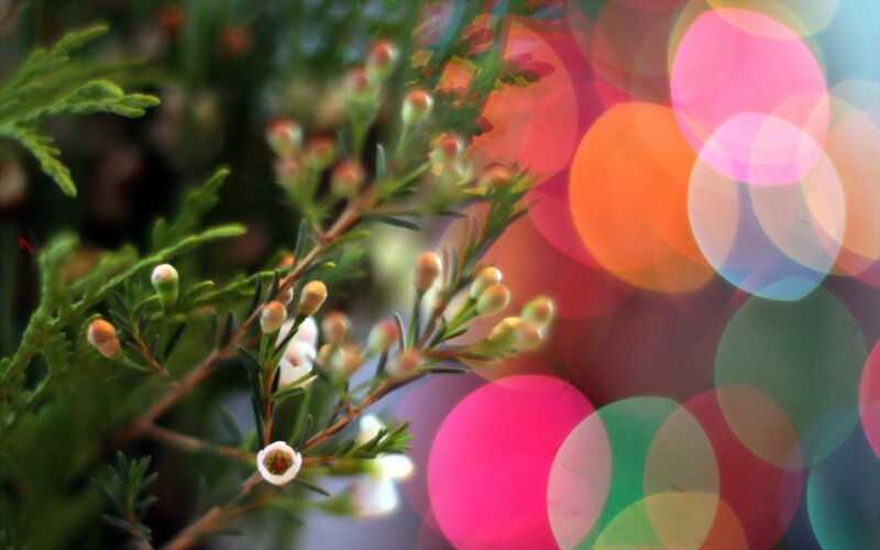 Green Plant with White Flowers — Festive