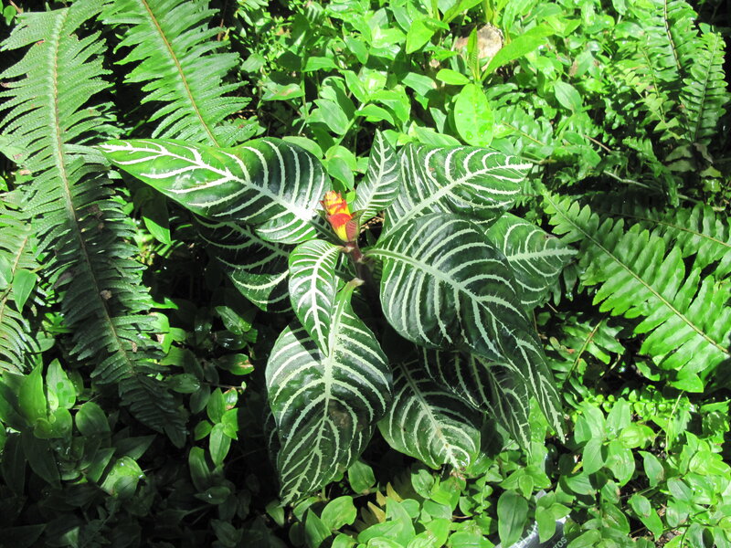 Green Plant with White Veins