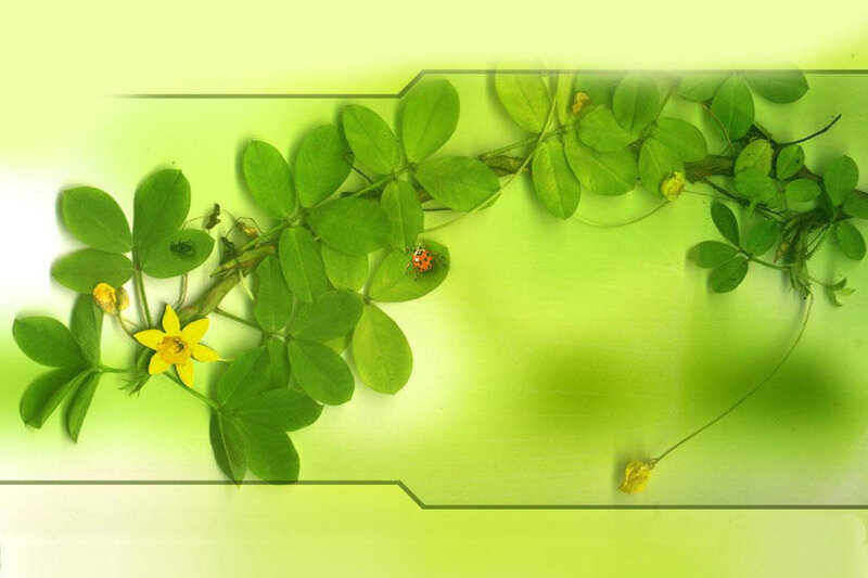 green plant with yellow flower