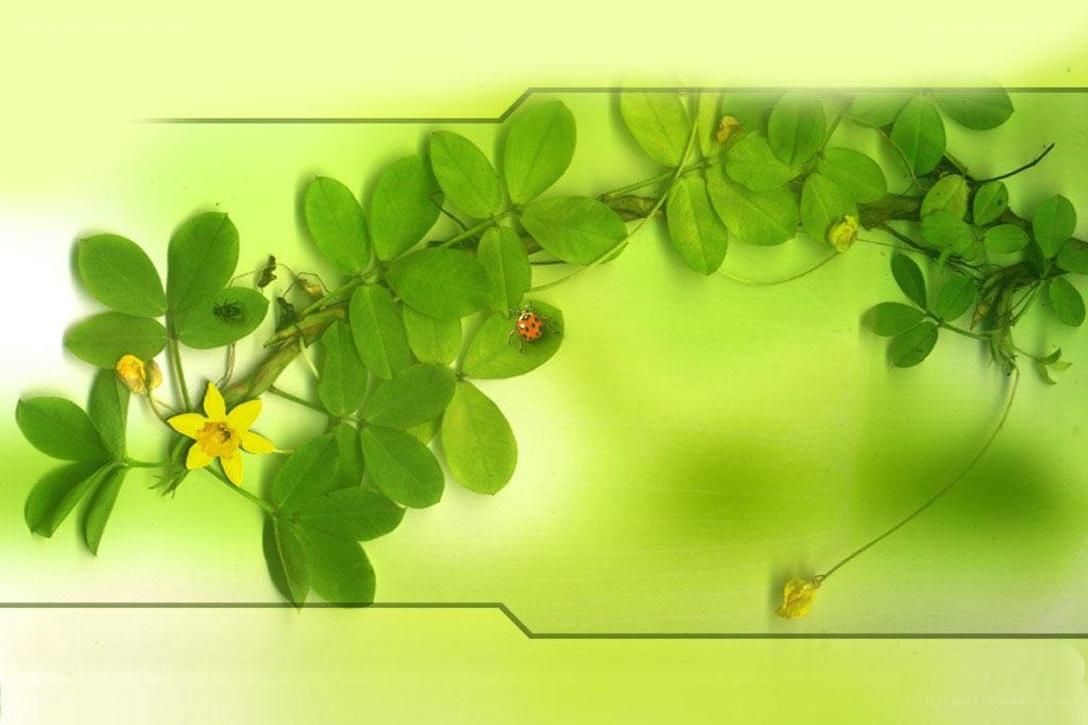 green plant with yellow flower