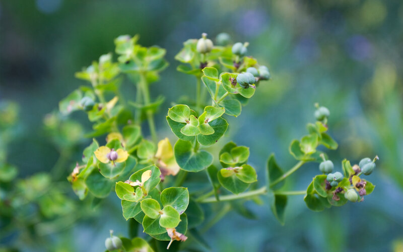 green plant with yellow flowers