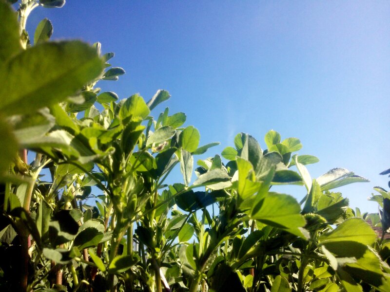 Green Plants Against Blue Sky — Serene