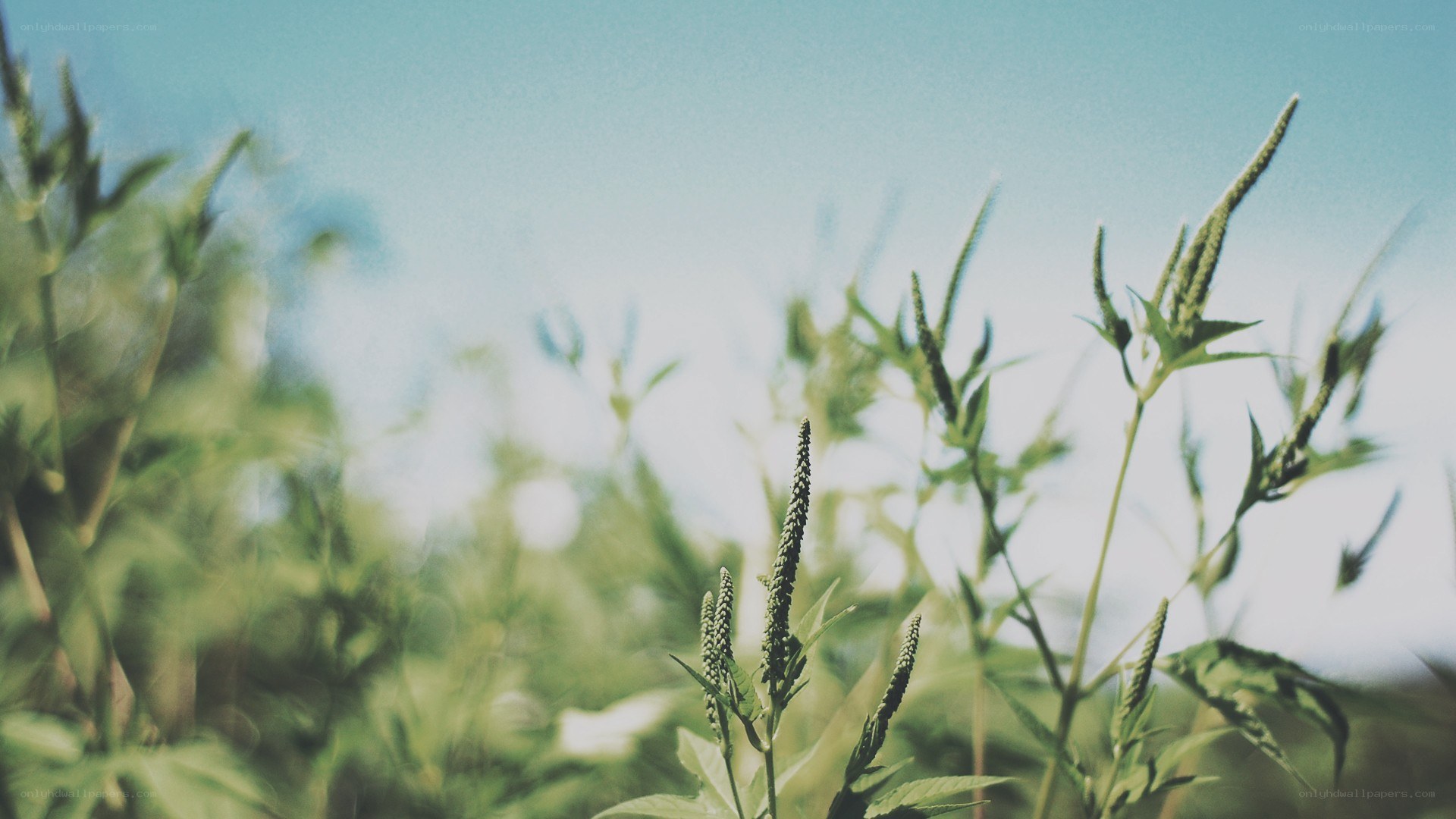 green plants against blue sky