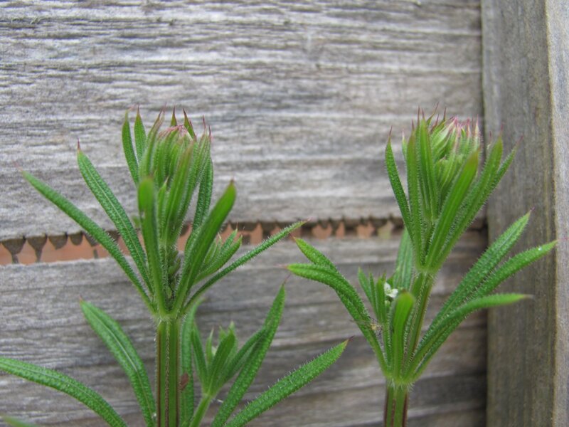 green plants against wood