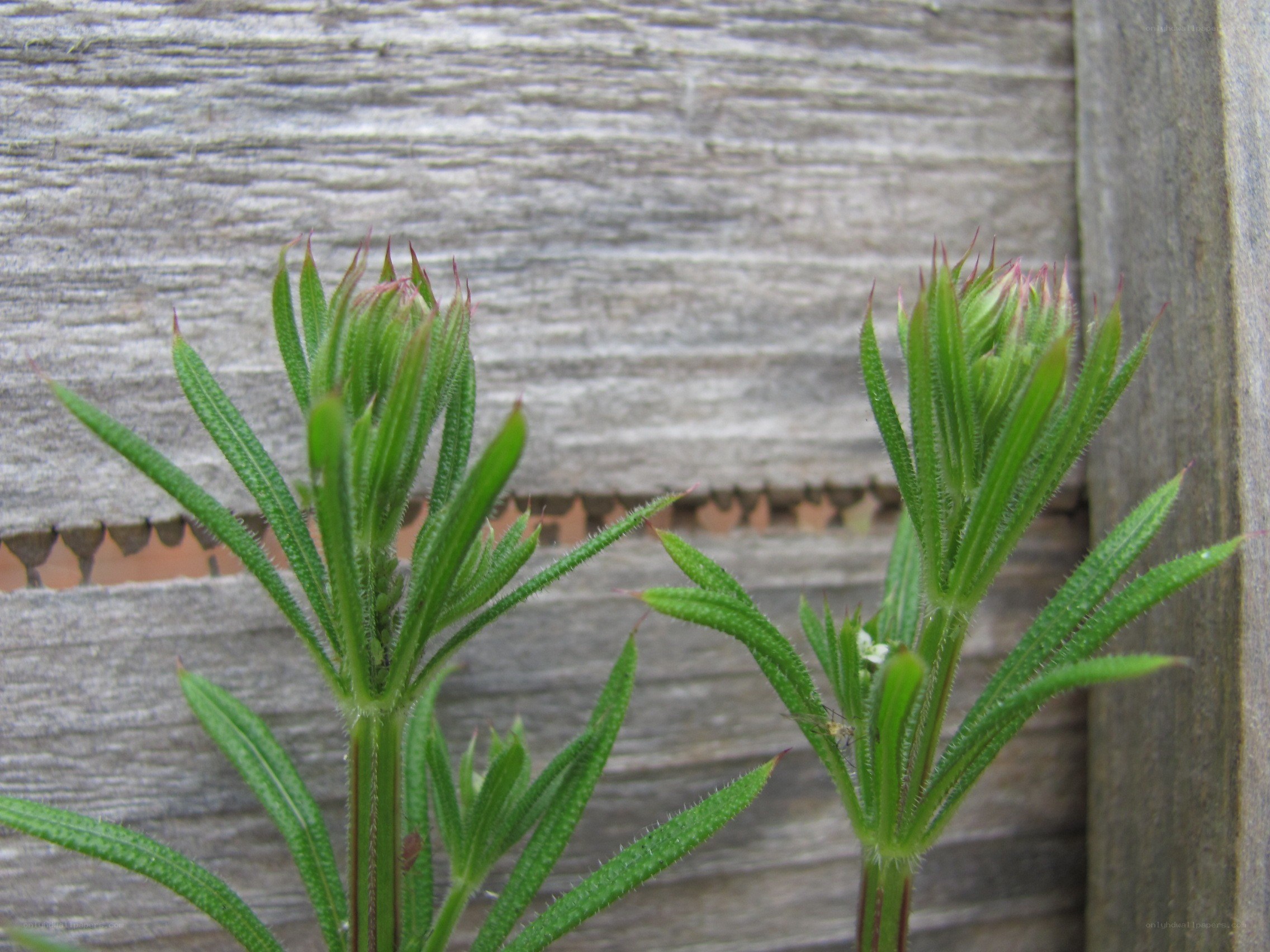 green plants against wood