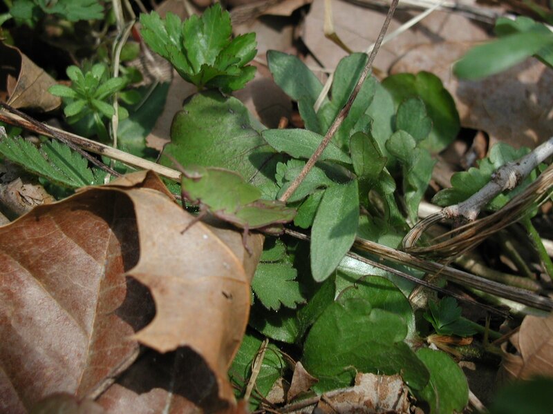green plants among dry leaves