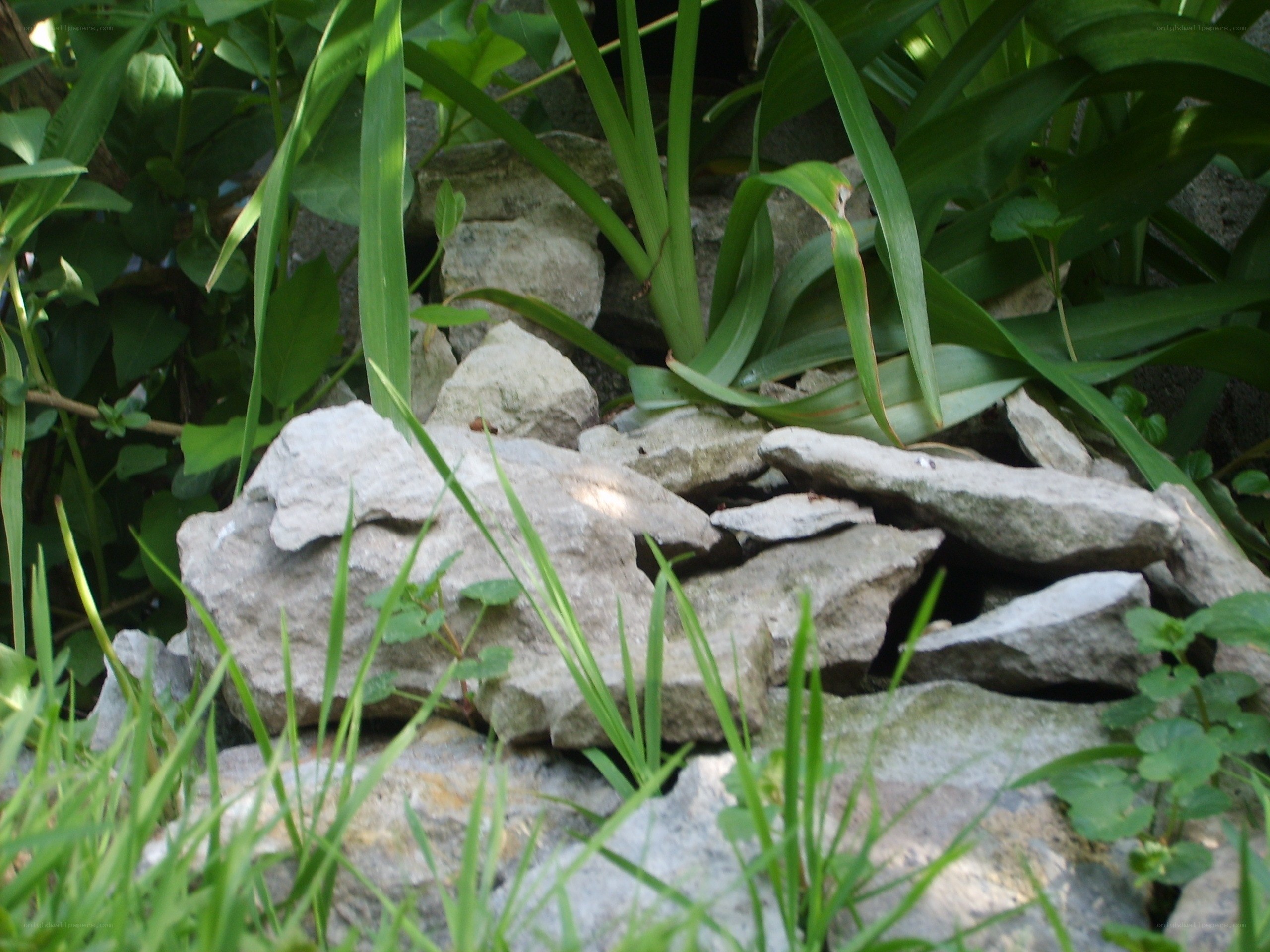 green plants among rocks