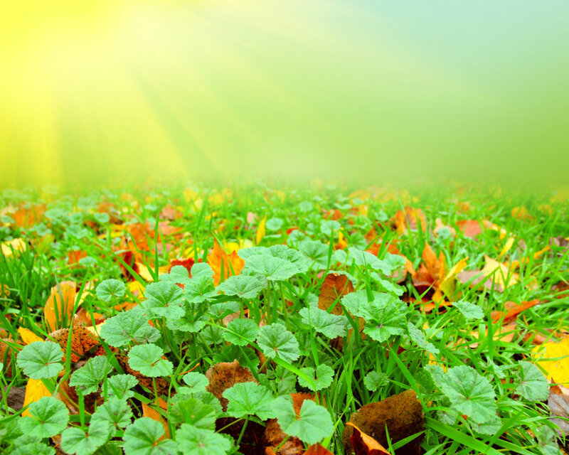 Green Plants and Fallen Leaves