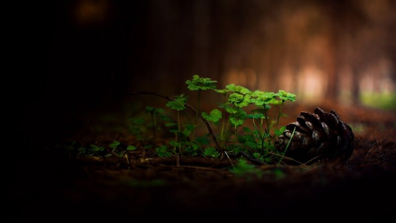 Green Plants and Pinecone