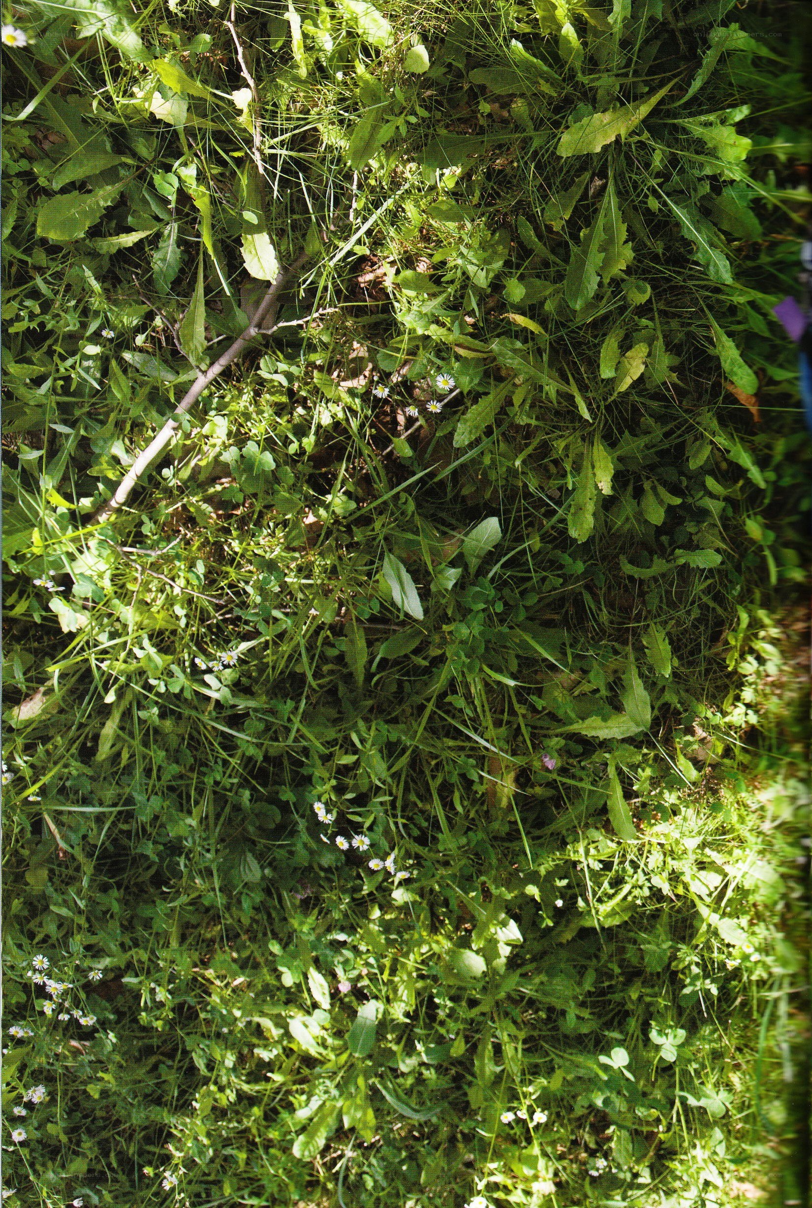 green plants and wildflowers