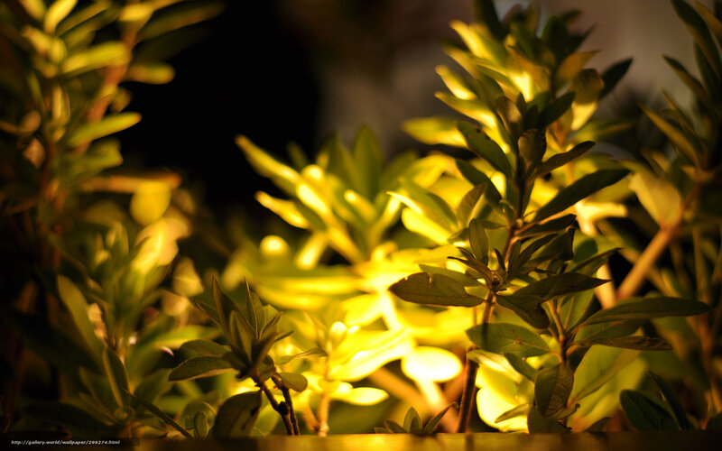 Green Plants at Night