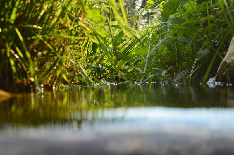 Green Plants by Water