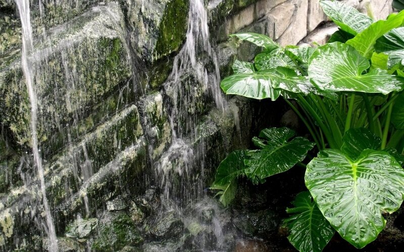 Green Plants by Waterfall