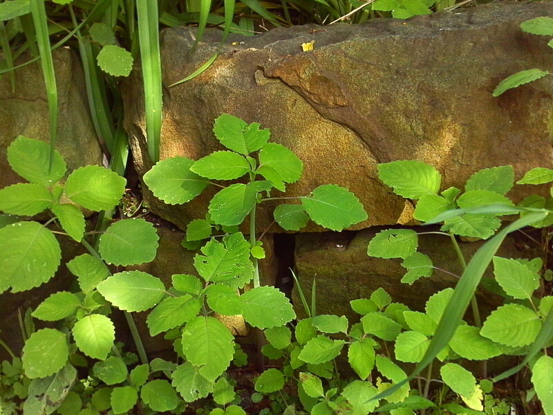Green plants growing by a stone wall