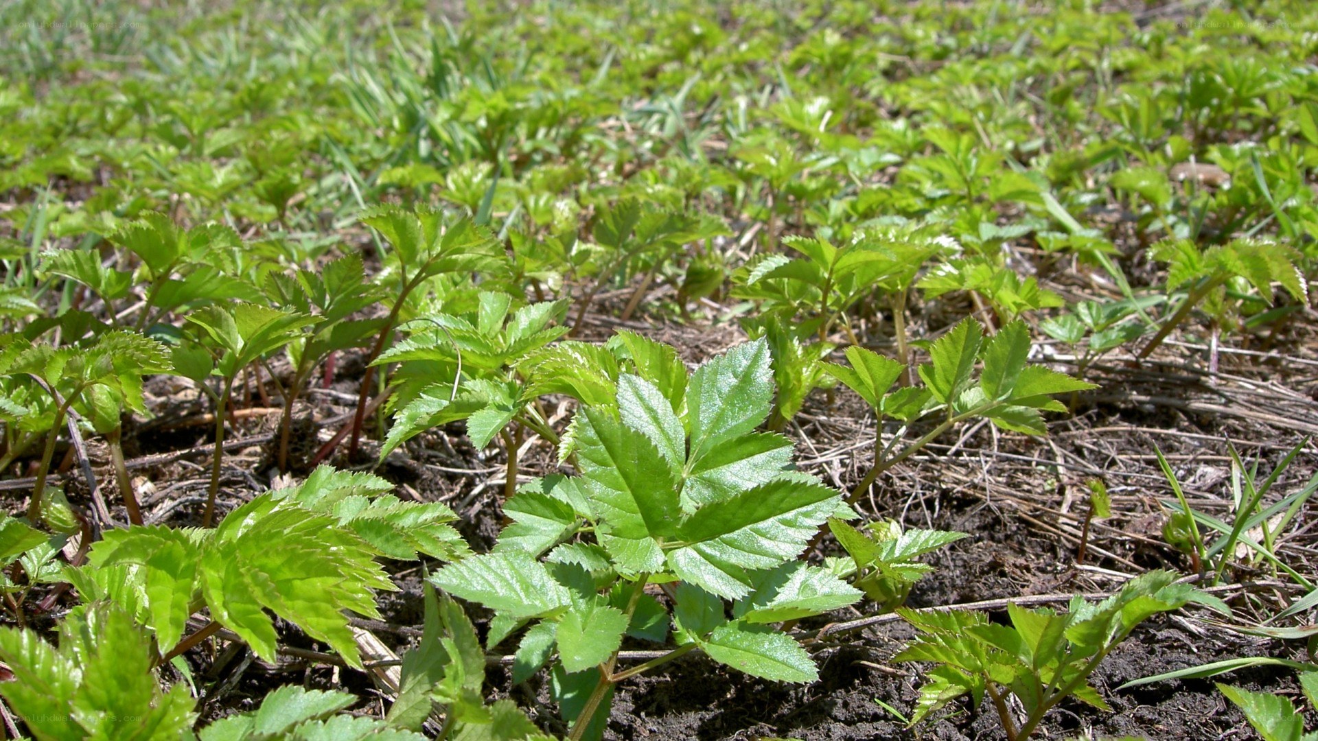 green plants growing in soil