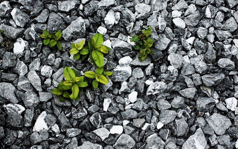 Green plants growing through gravel