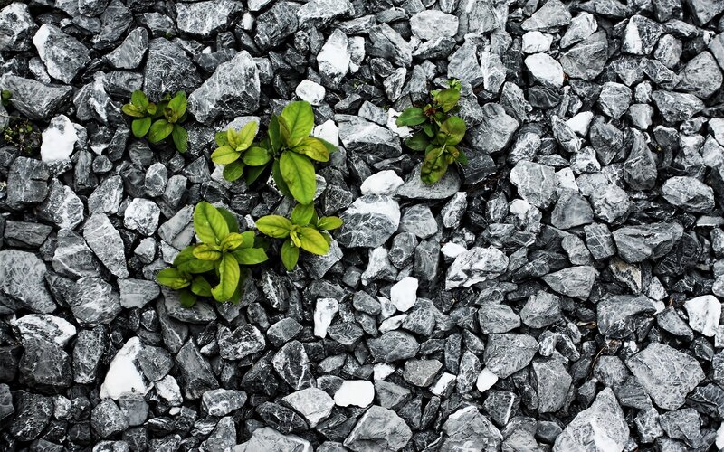 Green plants growing through gravel