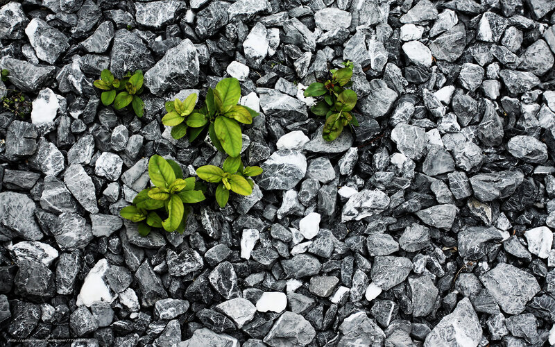 Green plants growing through gravel