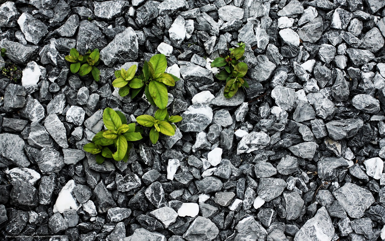 Green plants growing through gravel