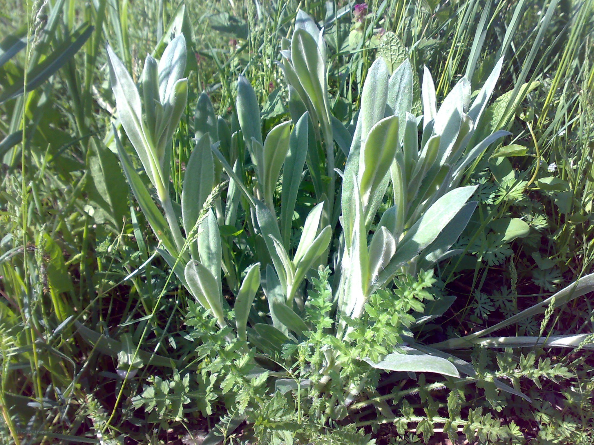 green plants in a field